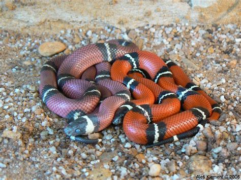 Subspecies Lampropeltis triangulum sinaloae .